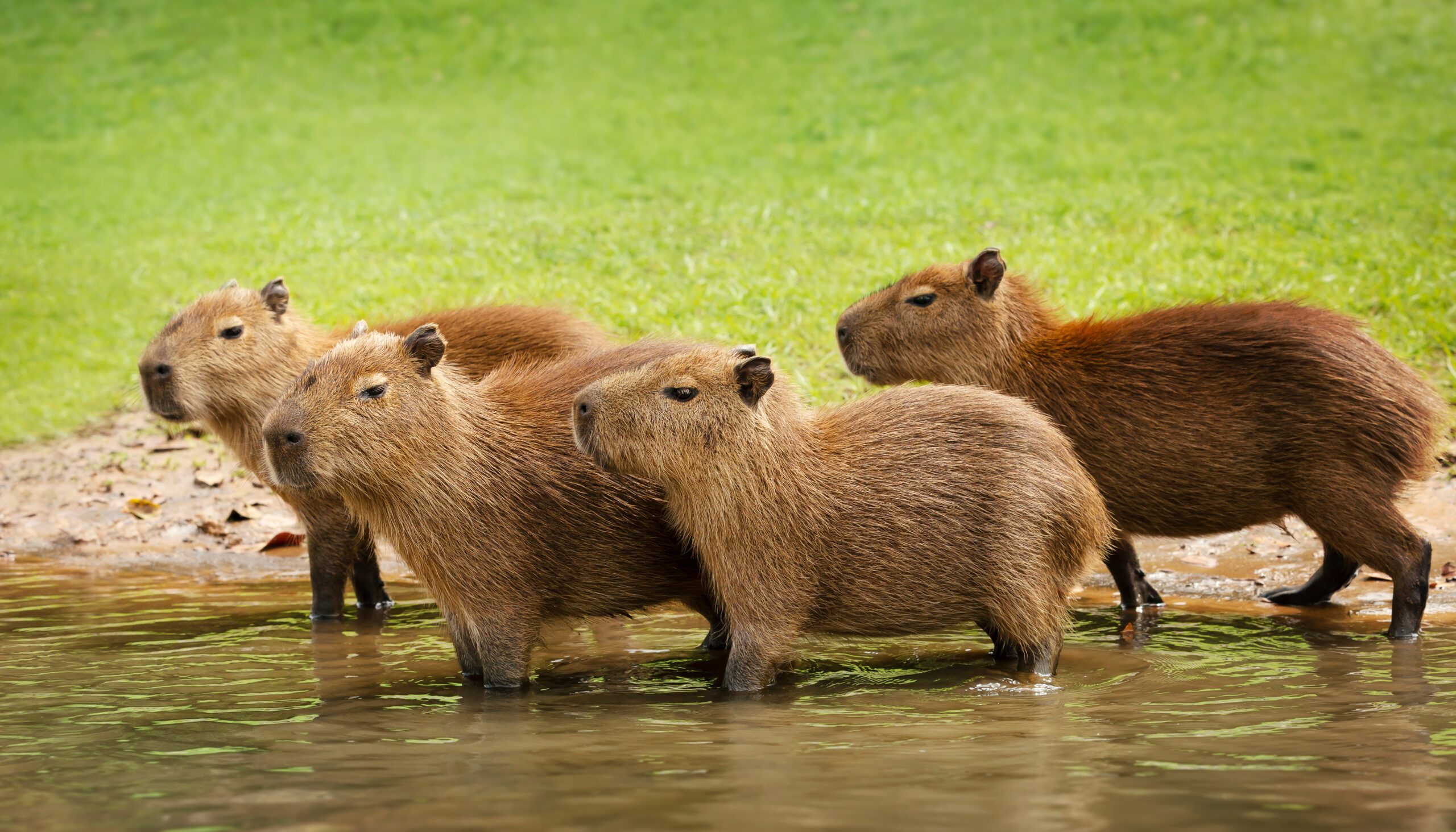 are capybaras legal in florida